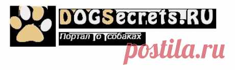Одежда для той терьера: выкройки