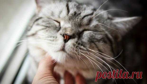 Мурчание кота способствует продлению жизни человека