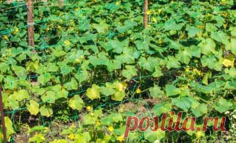 Почему у огурцов желтеют и сохнут листья и что с этим делать? — Домашние заботы