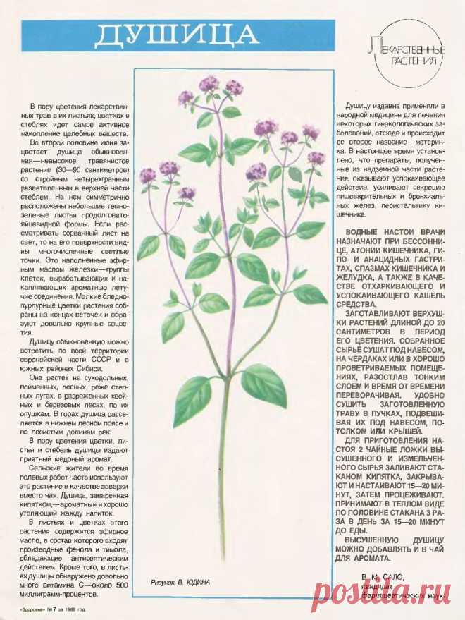 Душица