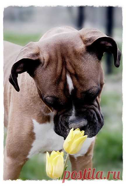 boxer puppy love