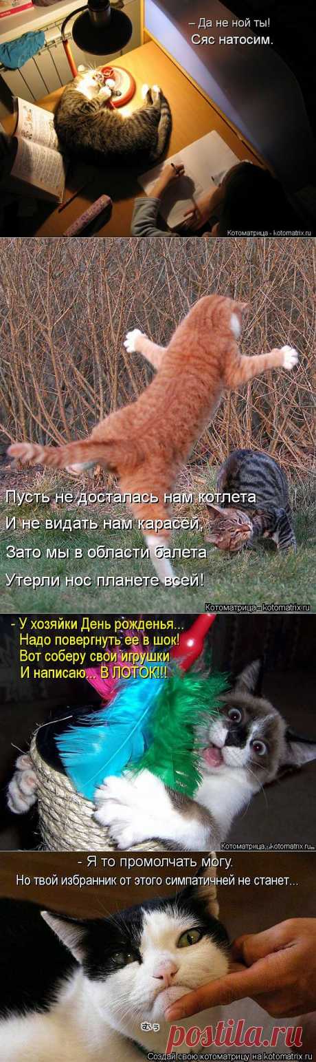 (+1) тема - Новые смешные котоматрицы понедельника! | Четвероногий юмор