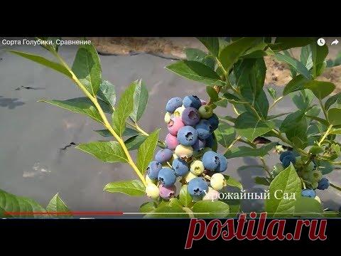 Самые популярные сорта голубики и их особености - JurnalAgronoma