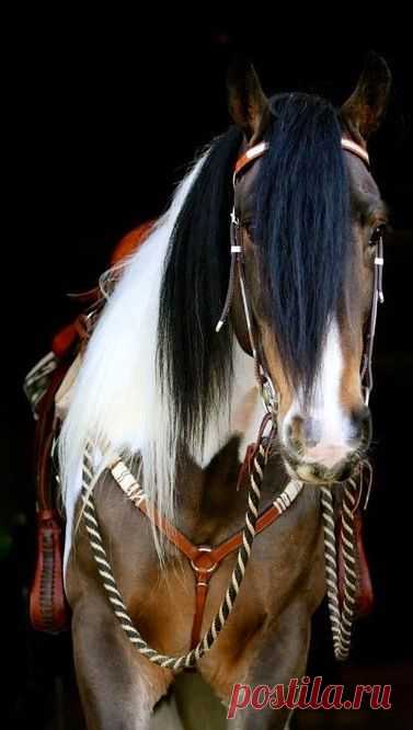 Absolutely beautiful !! oh to own a horse again and trail…  |   Pinterest • Всемирный каталог идей