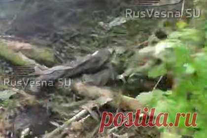 В России показали на видео последствия «бойни у Теткино»