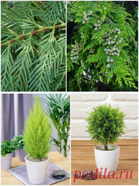 Кипарис- выращивание в саду и в домашних условиях