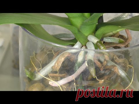 ЖИЗНЬ ОРХИДЕИ ПОСЛЕ РЕАНИМАЦИИ. Обработки корней МАКСИМОМ. Пересадка в КЕРАМЗИТ.