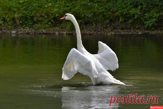 Фото: Лебедь. Фотограф Константин Анисимов. Фото животных - Фотосайт Расфокус.ру
