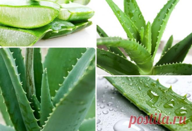 О средствах от зубной боли – какие эффективны.
Врачебный взгляд на народные средства от зубной боли