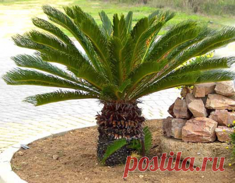 Цикас, Саговник – Cycas. Уход, размножение, виды, фото.