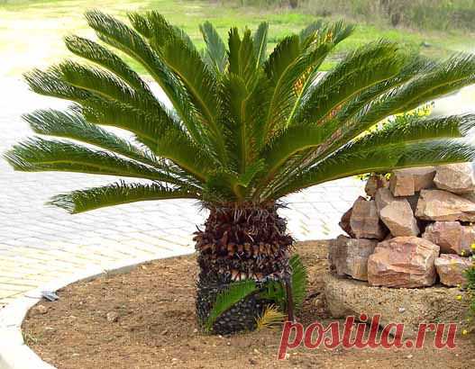 Цикас, Саговник – Cycas. Уход, размножение, виды, фото.