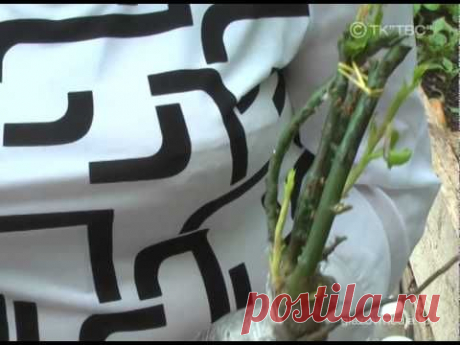 Дачница (подготовка роз)35