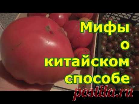 Мифы о китайском способе выращивания томатов