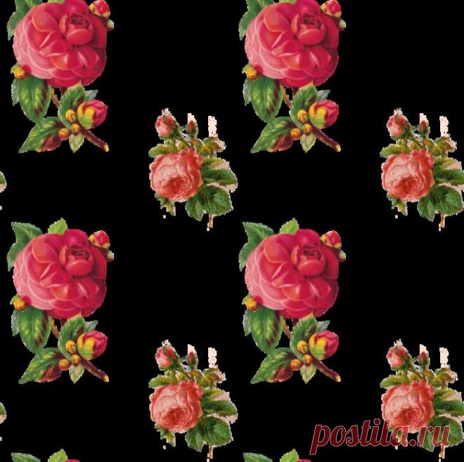 Розы на прозрачном фоне.