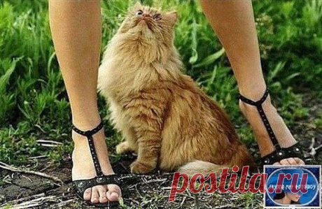 (9) Одноклассники