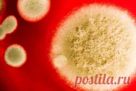 Мифы и факты об углеводах