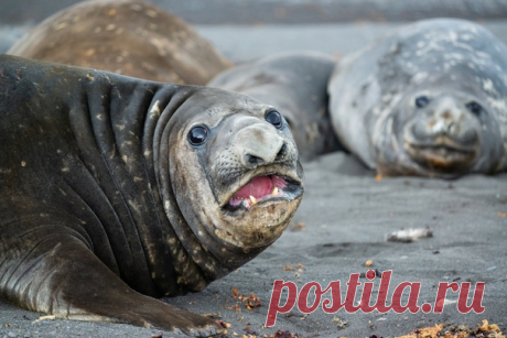 Караул, чужак! Южный морской слон предупреждает о возможной опасности около лежбища. Снимал Вадим Балакин. Еще больше фото из Антарктиды (и не только) – в профайле Вадима на «NG-Россия»: nat-geo.ru/community/user/37685/