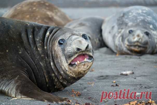 Караул, чужак! Южный морской слон предупреждает о возможной опасности около лежбища. Снимал Вадим Балакин. Еще больше фото из Антарктиды (и не только) – в профайле Вадима на «NG-Россия»: nat-geo.ru/community/user/37685/