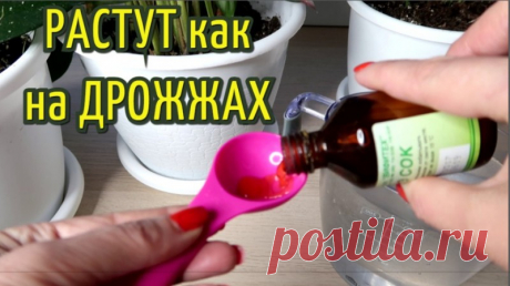 Комнатные растения после такой подкормки растут как на дрожжах В этом видео покажу, чем можно подкормить комнатные цветы, чтобы они быстро росли, предотвратить развитие грибковых заболеваний и укрепить растения в целом.✔Делитесь пожалуйста этим видео с друзьями, им тоже это пригодится!!!