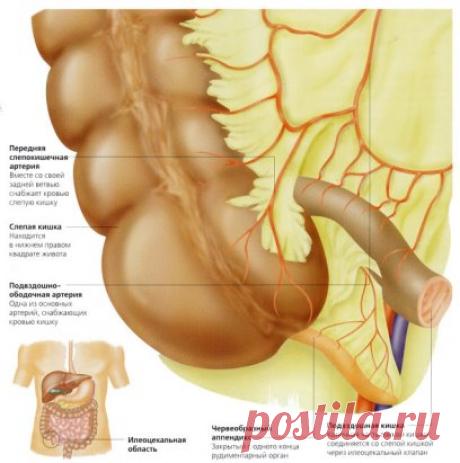 Аппендикс. Для чего он нам нужен?
Есть такой закон: в природе всё для чего-нибудь нужно, ничего лишнего просто нет.Организм человека — одна из сложнейших систем. Так, сложность одного кубического миллиметра каждой ткани в нашем теле сравнима со всей техникой, произведенной цивилизацией. Изучая строение организма, не устаешь поражаться гармоничности и разумности этой системы. Конечно, как и все в этом мире, эта система не вечна и иногда ломается. Но, как бы то ни было, вполне резонно мнение, что