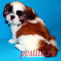 Щенки ши-тцу - Купить щенка ши-тцу Москва - Питомник ши-тцу Москва - щенки ши-тцу