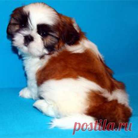 Щенки ши-тцу - Купить щенка ши-тцу Москва - Питомник ши-тцу Москва - щенки ши-тцу