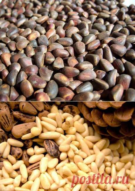Кедровые орехи: Здоровое питание - diets.ru