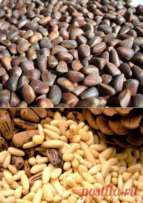 Кедровые орехи: Здоровое питание - diets.ru