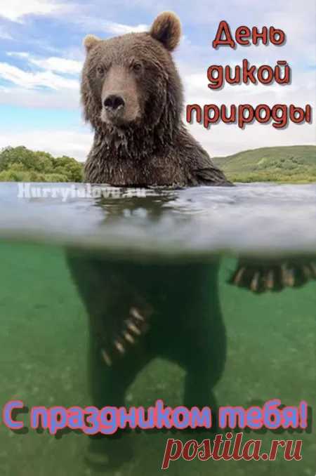 Сегодня, в день дикой природы,
Я вас призываю, люди,
Давайте к родной планете
Заботливы, бережны будем.