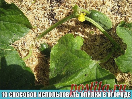 13 СПОСОБОВ ИСПОЛЬЗОВАТЬ ОПИЛКИ В ОГОРОДЕ 
Опилки – это древесные отходы, которым хороший хозяин всегда найдет применение. Кто-то относится к этому материалу несерьезно, а кто-то считает ценнейшим материалом для применения на даче и огороде. 
Огородники нашли в опилках большое количество полезных качеств и свойств. Этот материал является отличным почвенным разрыхлителем. Он делает почву воздухопроницаемой и препятствует появлению корки на поверхности земли. Почвенная смесь...