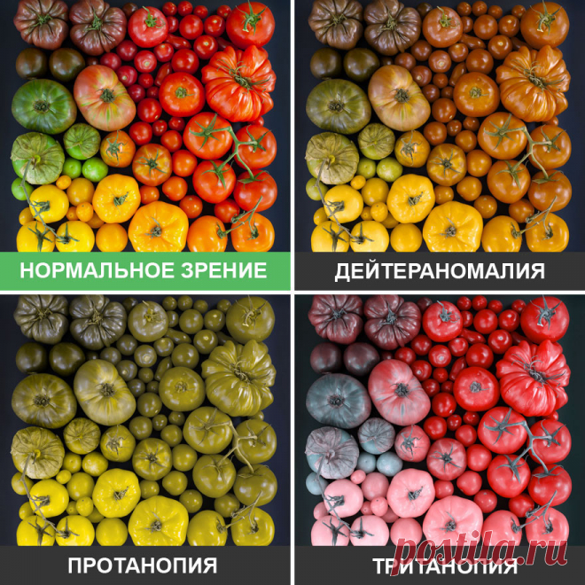 Вот как дальтоники видят мир