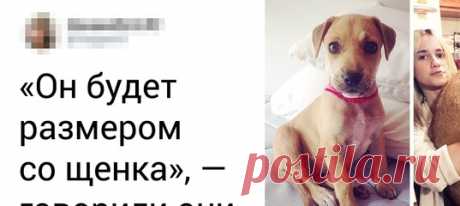 15+ человек, которые хотели завести питомца, а получили кота в мешке: