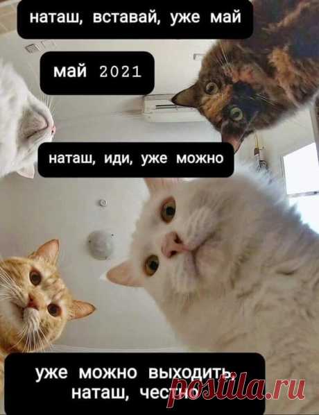 Наташ, ты спишь?: подборка мемов с котиками Наташи, которые