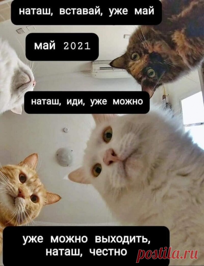 Наташ, ты спишь?: подборка мемов с котиками Наташи, которые