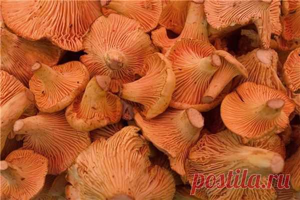 Ужин грибника. 7 самых вкусных блюд из лисичек | ОБЩЕСТВО | АиФ Санкт-Петербург