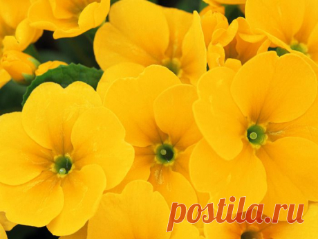 Плейкаст «желтый цвет – это тепло, солнце, свет, золото.»