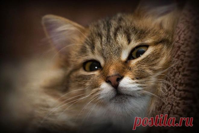 Всё о кошках. — «Портрет» на Яндекс.Фотках