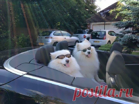 Фотографии самоедов, которые оставили отпечаток лапы на наших сердцах