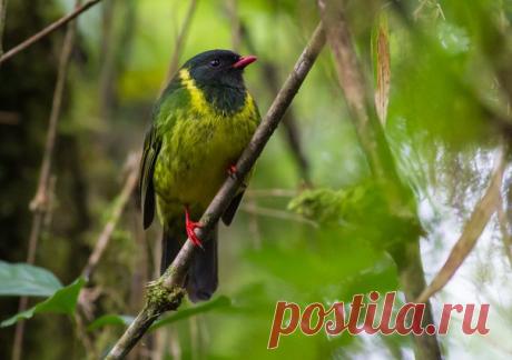 Чёрно-зелёный манакиновый плодоед (Pipreola riefferii)