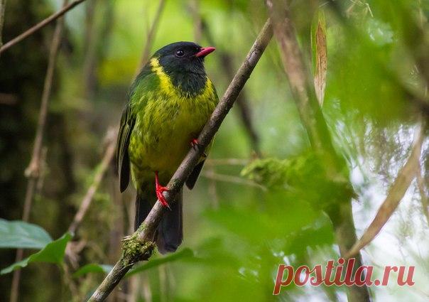 Чёрно-зелёный манакиновый плодоед (Pipreola riefferii)