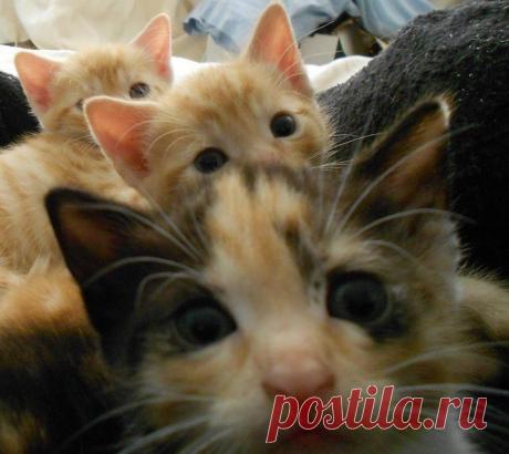 Приколы и курьезы поднимут вам настроение | последние новости Украины и мира | ТЕЛЕГРАФ