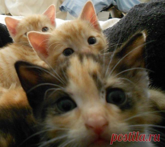 Приколы и курьезы поднимут вам настроение | последние новости Украины и мира | ТЕЛЕГРАФ