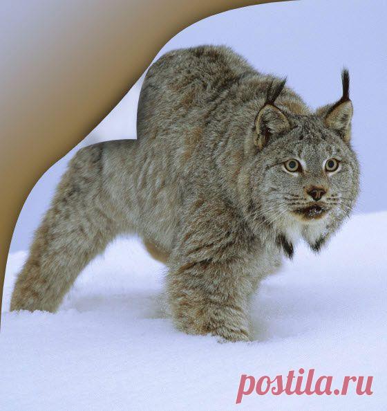 PhotoshopSunduchok - Как загнуть на фото углы для фотошопа