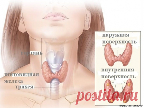 Простой и вкусный напиток для щитовидной железы