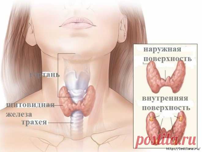 Простой и вкусный напиток для щитовидной железы