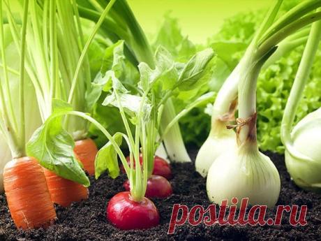 Гениальные хитрости огородников

 Пока у моркови не появились всходы, ее поливают регулярно. Когда появятся всходы, их 12-15 дней лучше не поливать, за исключением засушливых дней.

 Если горчицу посеять рядом с горохом, у него урожай будет выше в 2 раза.
 Укроп лучше сеять на солнце, так как в тени у него снижается аромат листьев. Под укроп не вносят золу и известь.

 Не подкармливайте настоем крапивы фасоль, горох, лук, чеснок, бобы.
 Все хитрости читайте в группе НА ДАЧЕ »»