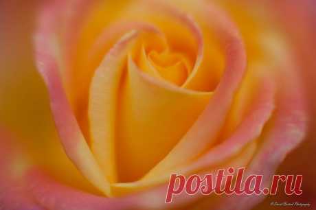 Письмо «сообщение Schamada : Макро - фотографии от DAVID BOSTOCK (21:46 03-06-2014) [3907317/326672349]» — Schamada — Яндекс.Почта