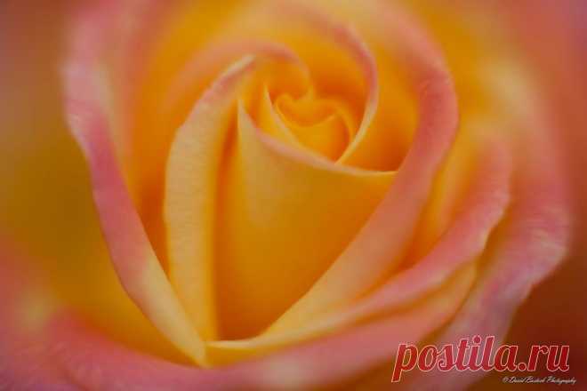 Письмо «сообщение Schamada : Макро - фотографии от DAVID BOSTOCK (21:46 03-06-2014) [3907317/326672349]» — Schamada — Яндекс.Почта