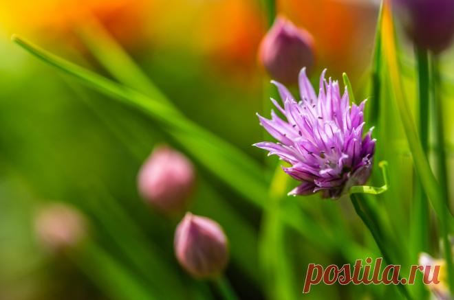 10 причин почему аллиум не цветет. Фото — Ботаничка