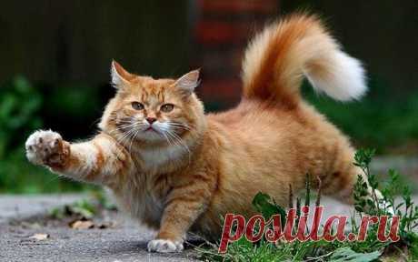 15 английских наречий, которые можно выучить сегодня | Английский вместе! 🙋‍♀️ | Яндекс Дзен